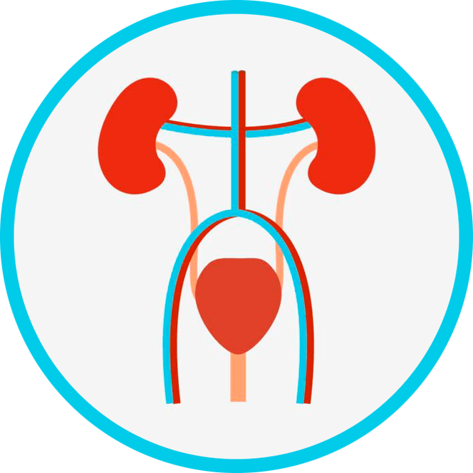 Anatomia układu moczowo-płciowego
